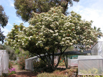 درخت سه رنگ